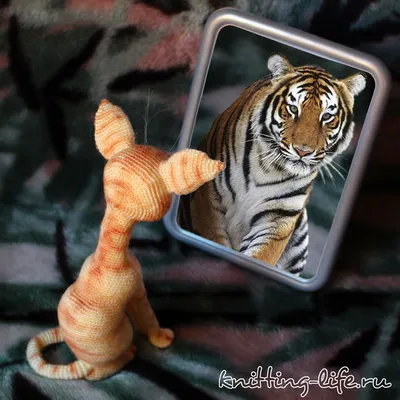 Кот Тигровый Скумбрия - Бесплатное фото на Pixabay - Pixabay