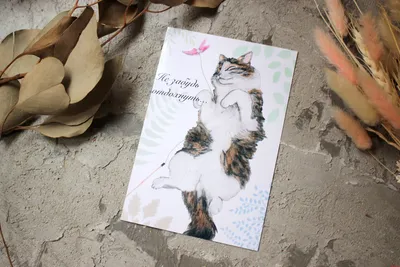 Пропала кошка Окрас тигровый серо-белая в Уфе | Pet911.ru