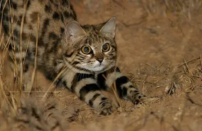 Породы кошек тигрового и леопардового окраса | Сайт «Мурло»