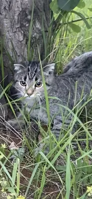 Тигровый кот в саду | САДОВО-ДАЧНЫЕ ДЕЛА | Дзен