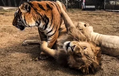 Тигры львы фото фотографии