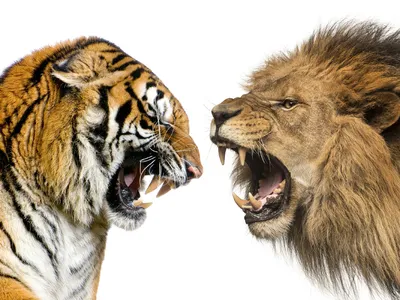 Тигры и львы - Еще в Древнем Риме на потеху публике... | Facebook