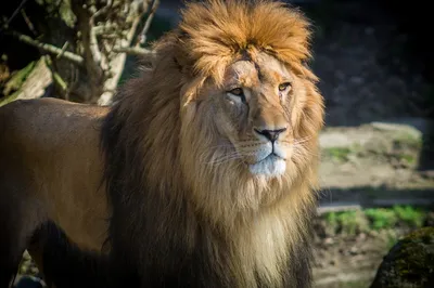 Кто сильнее, лев или тигр: бурый медведь стал «третьим не лишним» в борьбе  за трон царя зверей - Экспресс газета