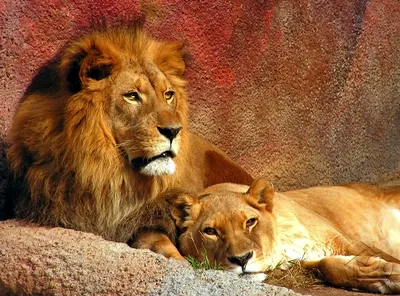 Сколько в мире львов, и почему лев крупнее тигра