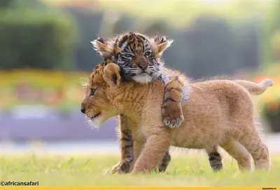 Почему тигры не хотят объединяться как львы | Заметки о животных | Дзен