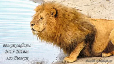 Львы Тигры И Лигеры — стоковые фотографии и другие картинки Животные в  неволе - Животные в неволе, Тигр, Агрессия - iStock