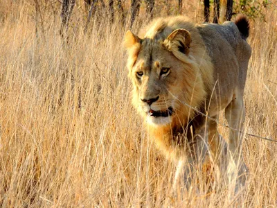 Львы | Хранитель Лев вики | Fandom