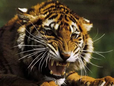 Почему вольер тигра больше, чем у льва · Новости · Муниципальное Бюджетное  Учреждение Культуры «Зоопарк» - официальный сайт