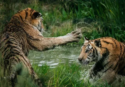 Тигры, львы и леопарды. Викторина и интересные видео для детей - YouTube