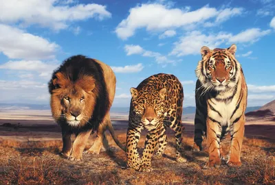 Гибрид льва и тигра - картинки и фото poknok.art