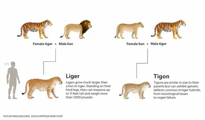 Раскраска животные тигр. Тигры и львы
