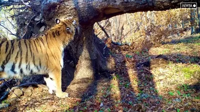 Тигры и львы в природе - 66 фото