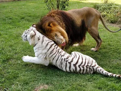 Как львы, тигры и леопарды становятся людоедами? | Животные | ШколаЖизни.ру