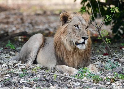 В зоопарке Вашингтона львы и тигры выздоравливают после COVID — Новости  мира сегодня NTDНовости мира сегодня NTD