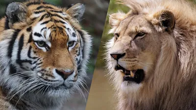 Тигры и львы