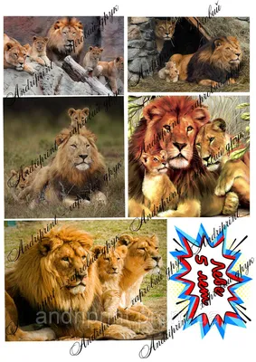 Питер Пауль Рубенс - Охота на тигров и львов, 1618, 319×253 см: Описание  произведения | Артхив