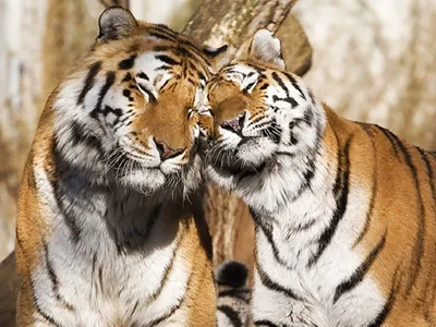 Тигры пара фото 