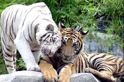 Обои на рабочий стол Белый тигр, тигры, животные, хищники, white tiger -  Тигры - Животные - Картинки, фотографии