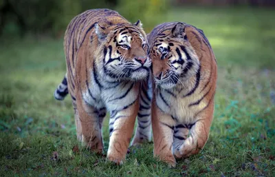 Обои на рабочий стол Пара тигров на природе, обои для рабочего стола,  скачать обои, обои бесплатно