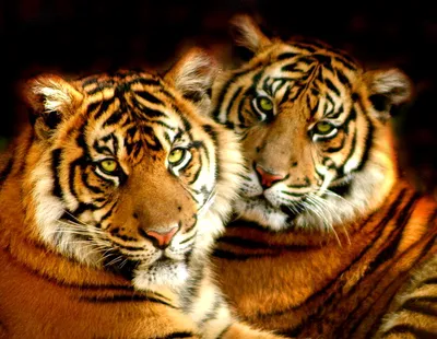 Фото Красивая пара тигров