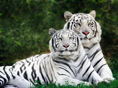Пара Белых тигров. Обои с животными, картинки, фото 1600x1200