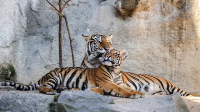 тигры пар стоковое фото. изображение насчитывающей свирепо - 19065008