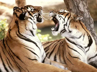 Онлайн пазл «Пара тигров»