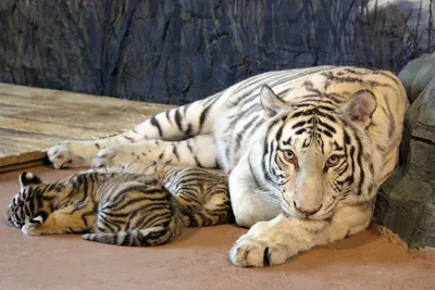 Пары тигров стоковое фото. изображение насчитывающей кот - 45193900