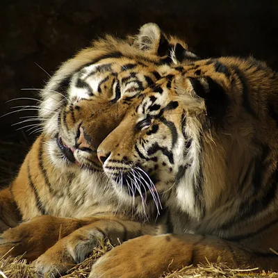 Малайский Тигр Пара Внимание — стоковые фотографии и другие картинки Тигр -  Тигр, Животные в дикой природе, Малайзия - iStock