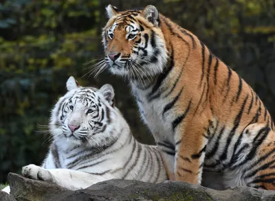 Скачать обои тигр, пара, чувства, tiger, pair разрешение 1280x960 #111903