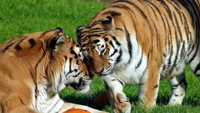 Пара тигров гуляет по лесу осенью, амурский тигренок убегает от матери, Hd  фотография фото, бенгальский тигр фон картинки и Фото для бесплатной  загрузки