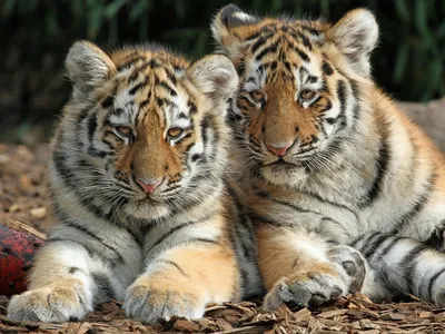 обои : Тигр, пара, Хищники, в полоску, Большие кошки 1920x1200 -  wallpaperUp - 667973 - красивые картинки - WallHere