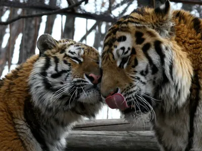Картина по номерам 40х50 см Brushme Пара тигров (GX 29792) (ID#1338366804),  цена: 330 ₴, купить на Prom.ua