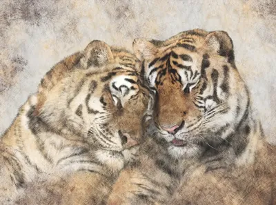 Фрески на стену тигры, тигр, пара, aртикул: 2732 ta 1858(2)