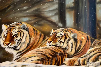 Фотообои Пара тигров на стену. Купить фотообои Пара тигров в  интернет-магазине WallArt