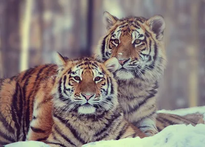Как пара амурских тигров попала в Ростовский зоопарк
