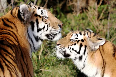 Зимний лес, пара тигров отдыхает …» — создано в Шедевруме