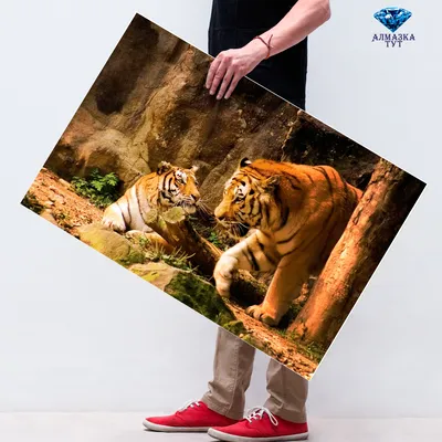 В Воронежский зоопарк передадут пару амурских тигров