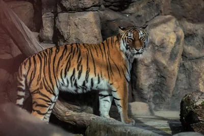 Зоопарк тигр арт - 60 фото