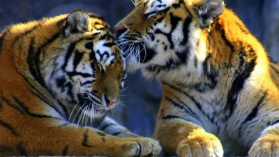 Картинки милая пара, тигры, чувства - обои 1920x1080, картинка №3854