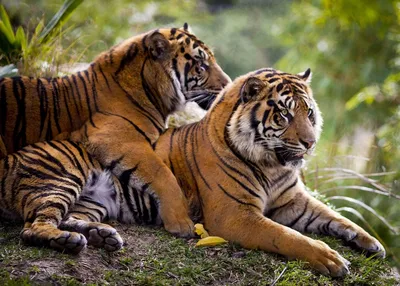 Обои на рабочий стол Пара тигров, отдыхающих на природе, обои для рабочего  стола, скачать обои, обои бесплатно