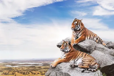 Скачать обои и картинки бенгальские тигры, пара, лежат, трава, белые, тигры  для рабочего стола в разрешении 1200x1920