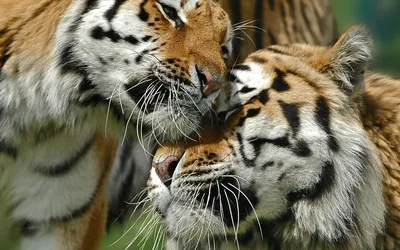 Скачать 1920x1200 тигры, пара, любовь, забота, большая кошка обои, картинки