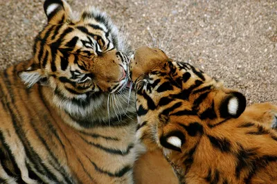 Тигры целуются фото 