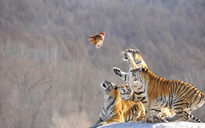Впервые за 100 лет зафиксирован рост числа тигров на планете - Recycle