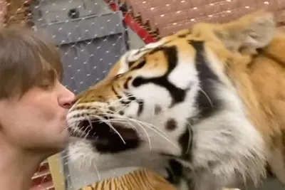Вокруг света - Индонезия. Шестилетняя бенгальская тигрица по кличке Мулан  Джамила целует своего смотрителя Абдуллу Шоле. Этот 33-летний студент стал  нянькой и лучшим другом полосатой хищнице. Заботиться о Мулан Джамиле  молодой человек