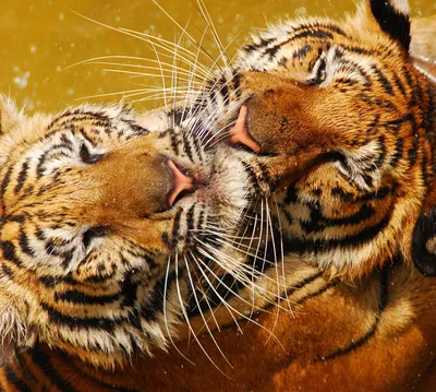 Дрессировщик Запашный поцеловал тигра в нос после избиения животных -  Рамблер/субботний