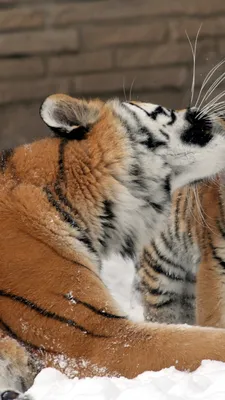 Макака и тигр с гривой любят друг…» — создано в Шедевруме