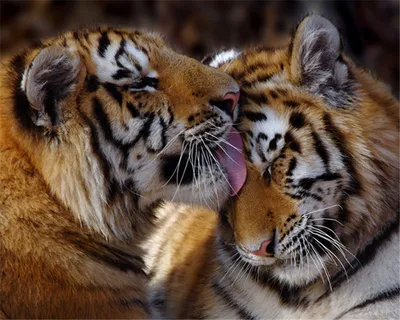 Тигриный поцелуй » Рыжие тигры » Кошачья галерея » Magnus Felidae (Великие  Кошачьи) - красота и превосходство!