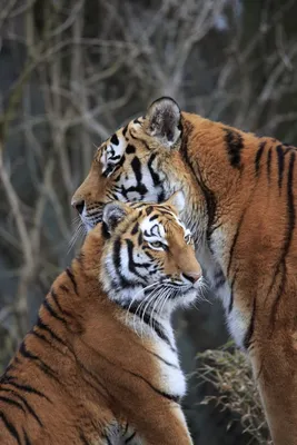 Тигр целует кошечку. с добрым утром…» — создано в Шедевруме